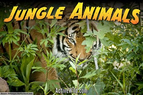 Jungle Animals List With Pictures & Facts: Animals That Live In Jungles