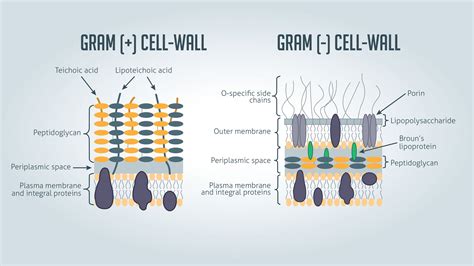 Gram Positive vs Gram Negative | Technology Networks