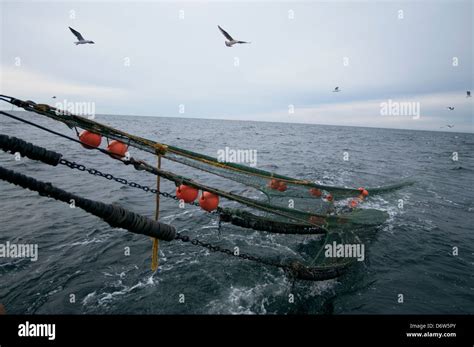 Hauling back dragger net on fishing trawler. Stellwagen Banks, New ...