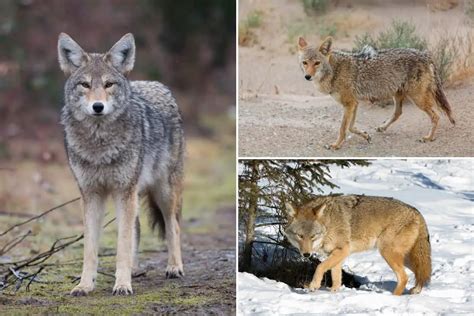 What Colors Are Coyotes? - Coyote Colors (with Pictures)