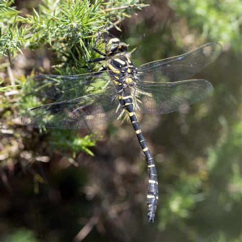 Golden-ringed on the wing and some stunning Emperor pics… – Shropshire ...