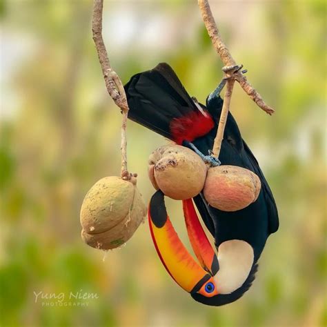 Toco Toucan | Toco toucan, Toucans, Pet birds