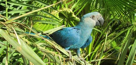 Spix’s Macaw first bird extinction this decade - BirdLife International