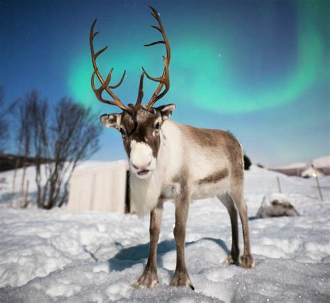 Reindeer under the aurora - Aurora Borealis Observatory