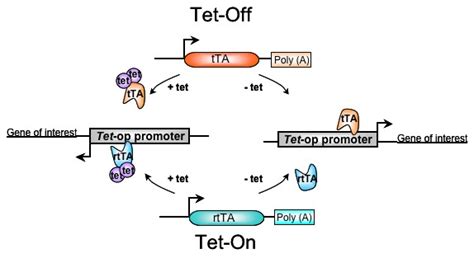 Tet-On/Off Technology | Solution to induce a gene on demand | genOway