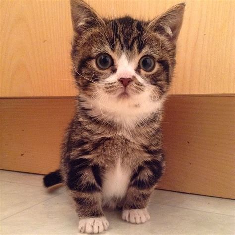 Your Cute-Filled Monday, with Dwarf Cats