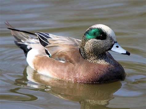 American Wigeon Facts, Distribution, Diet, Behavior, Images