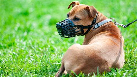 Los perros potencialmente peligrosos, el nuevo punto de fricción en la ...