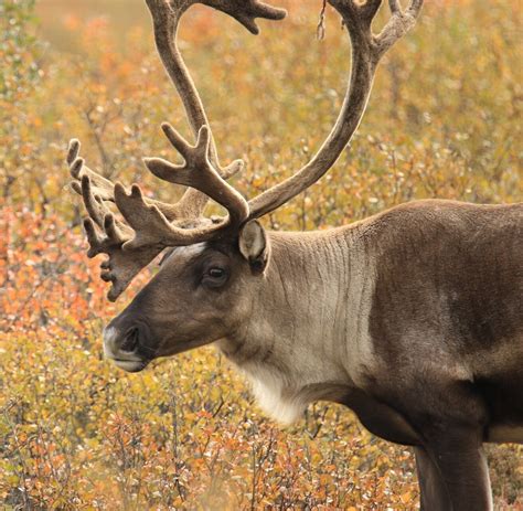 Fun Facts: Reindeer vs. Caribou — Edmonton & Area Land Trust