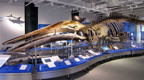 File:Blue Whale skeleton, Canadian Museum of Nature.jpg - Wikimedia Commons