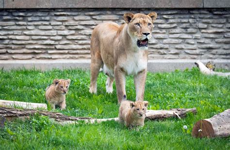 SAY HELLO TO KHARI AND ZAHRA, THE BUFFALO ZOO’S LION CUBS AS THEY MAKE ...