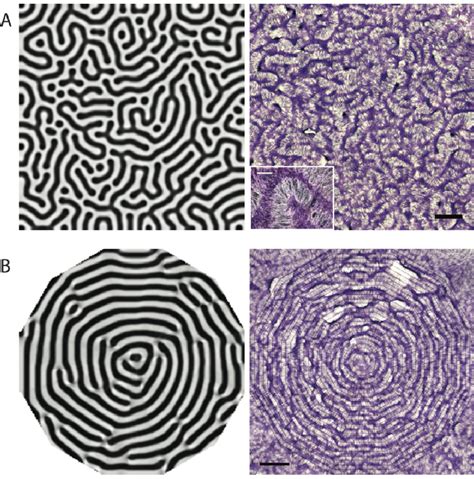 Combination of biomathematics and engineering approaches to guide ...