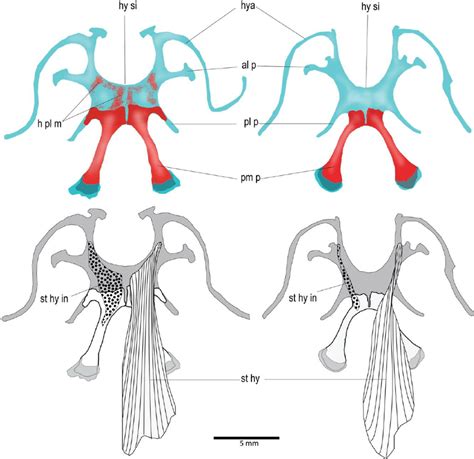 Hyoid apparatus and the m. sternohyoideus and its insertion area in the ...