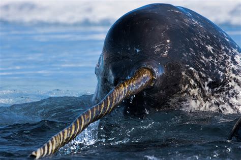 Real Narwhal Whale