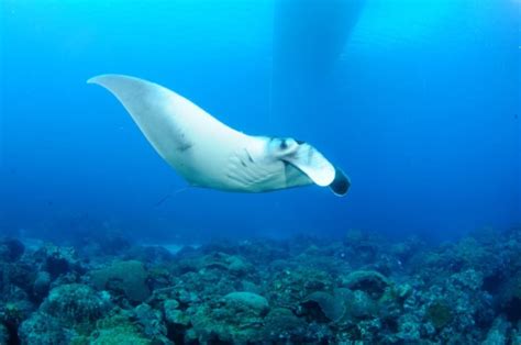 Giant manta ray nursery discovered in Gulf of Mexico