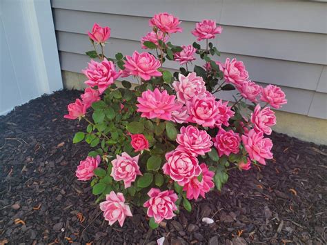 Pink Knock Out Roses for Sale – FastGrowingTrees.com