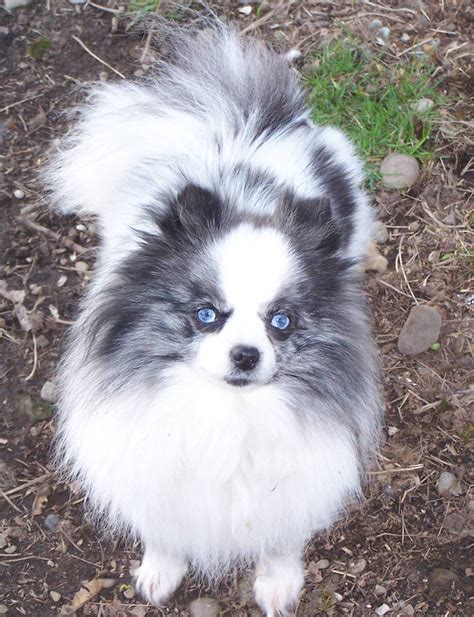 Blue Merle Pomeranian with beautiful blue eyes | Puppies with blue eyes ...