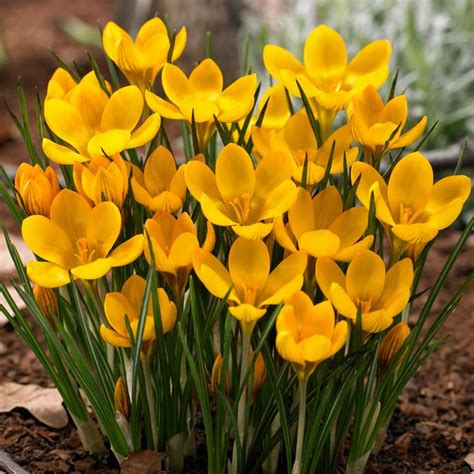 Garden State Bulb Crocus Dorothy Bulk Bulbs (60-Count/Pack)-HOF19-11 ...