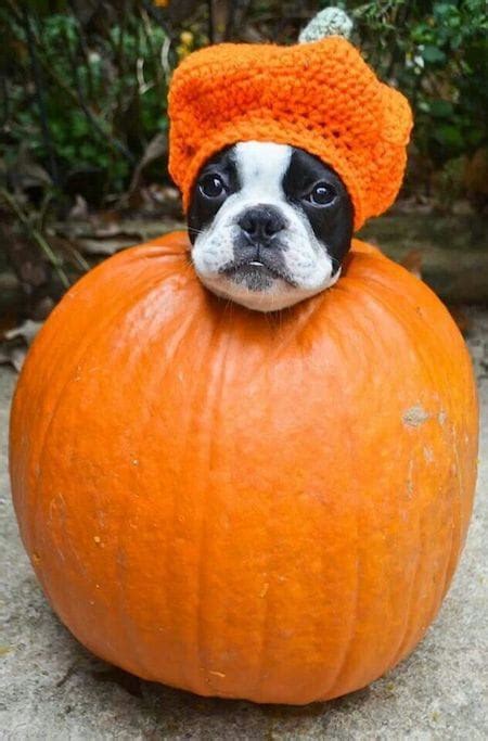 15 Spooktacular Dog Halloween Costumes: From Super-Cute to Super-Scary