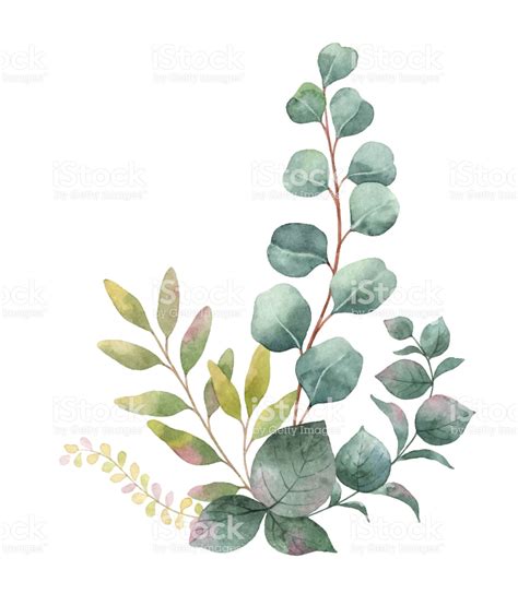 Watercolor vector bouquet with green eucalyptus leaves and branches ...