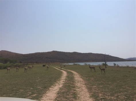 Loskop Dam Nature Reserve (Middelburg) - 2019 All You Need to Know ...