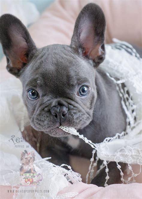 Blue Female Frenchie Puppies For Sale in Davie Florida | Teacups ...