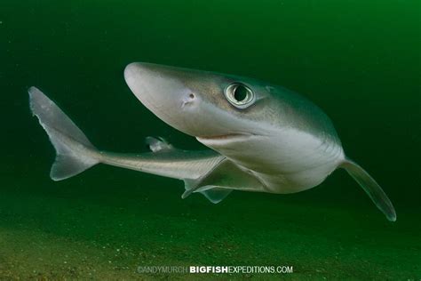 Spiny Dogfish in Rhode Island. With bigfishexpeditions.com