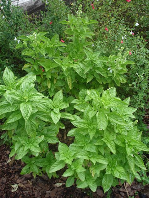 Growing Basil Herbs | Planting & Care Tips – Bonnie Plants