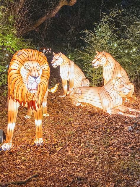 6 Things To Know About The Bronx Zoo Holiday Lights Exhibit