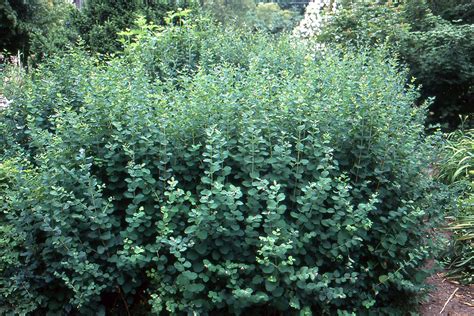 White Snowberry - Grasshopper Gardens