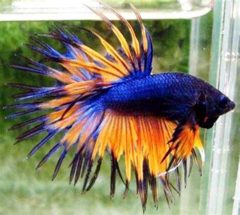 Betta Fish Food Worms - Pet Food Guide