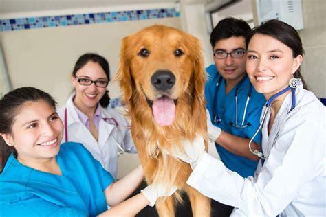 Taking Your Pet to the Vets: Who’s Who in Your Veterinary Practice