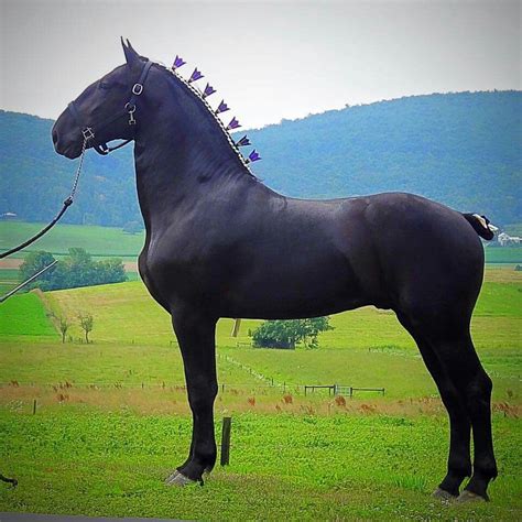 a large black horse standing on top of a lush green field