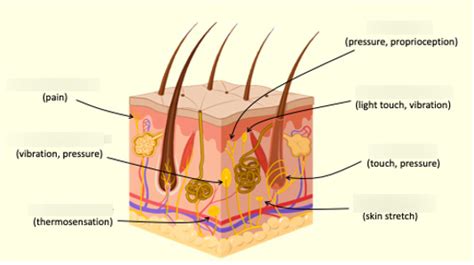 Sensory Nerve Endings of the Skin Diagram | Quizlet