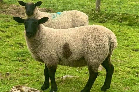 7 Suffolk Cross Breeding Ewes, Lambs | SellMyLivestock - The Online ...