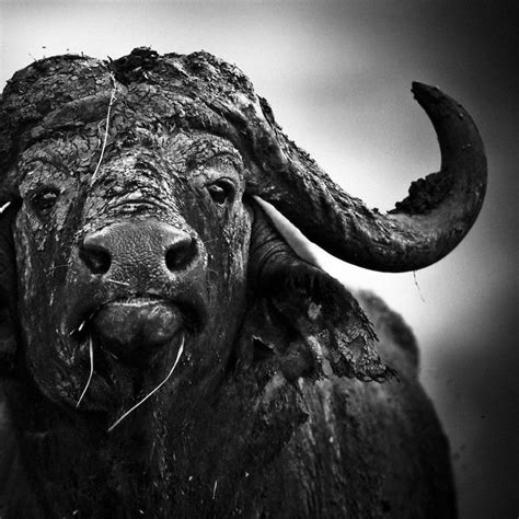 Dramatic Black And White Photos Of African Wildlife By Laurent Baheux ...