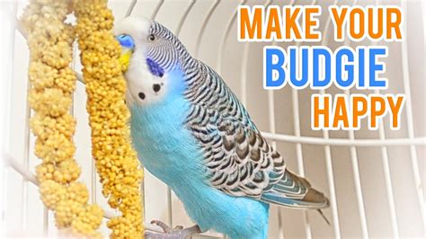 Budgie/Parakeet Care Guide | Basic Info – HousePetsCare.com