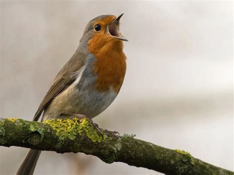 Which Birds Sing At Night? The Science Behind Nocturnal… | Birdfact