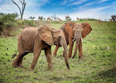 10 Scientific Facts About Elephants