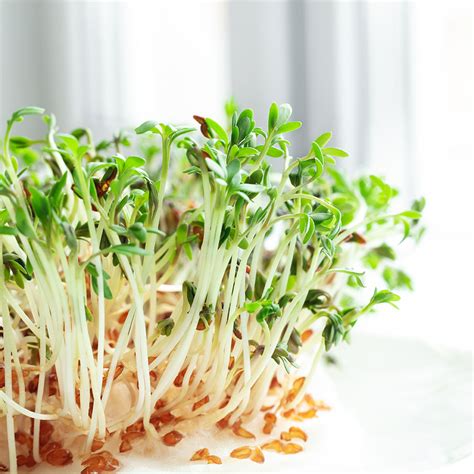 Garden Cress Seeds - Sprouts In A Jar