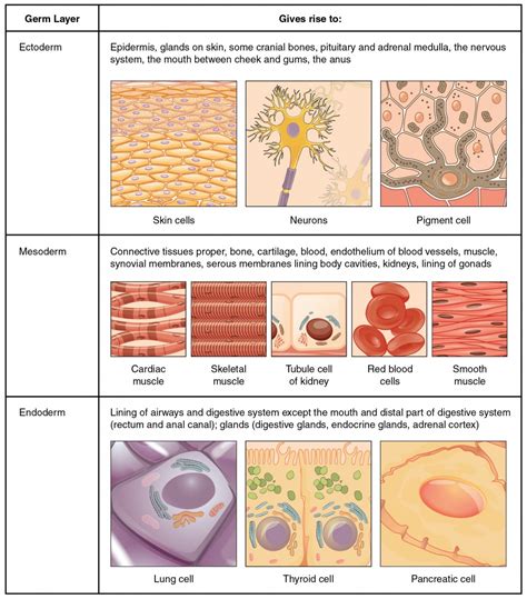 Types of Tissues | Anatomy and Physiology I