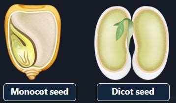 Parts Of A Monocot Seed