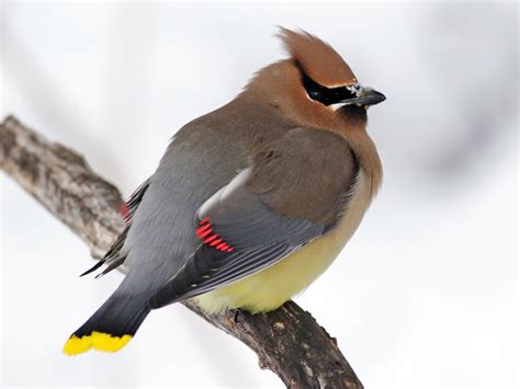 Cedar Waxwing | Celebrate Urban Birds