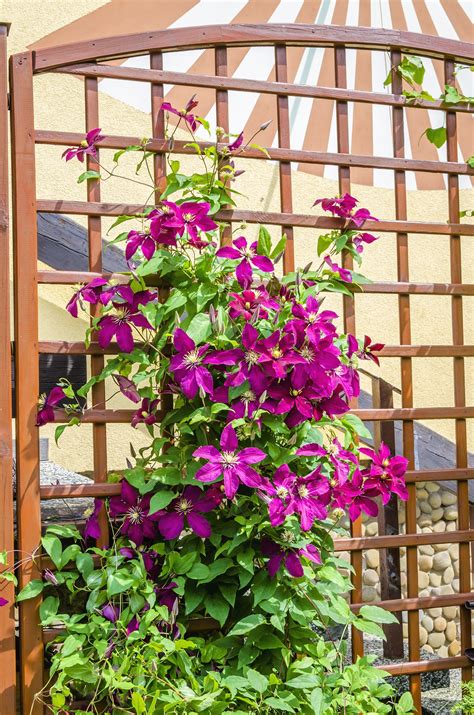 How to Grow Clematis Vine - Natalie Linda