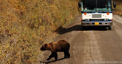 Camp Denali Wilderness Lodge | Denali National Park