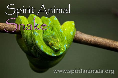 Snake Spirit Animal – Meaning and Symbolism - Spirit Animals