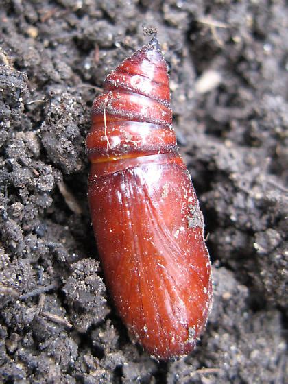 Moth Pupa? - Noctua pronuba - BugGuide.Net