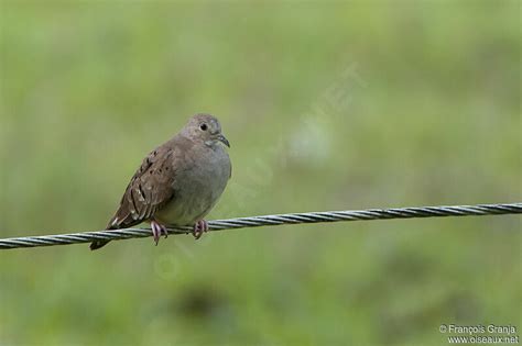 Ruddy Ground Dove - Columbina talpacoti female adult - frgr158009