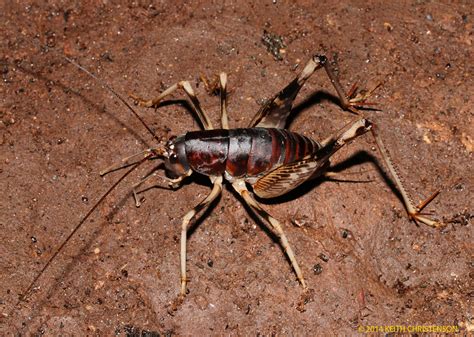 Big cave cricket (Rhaphidophora oophaga) from Gomantong Caves, Malaysia ...