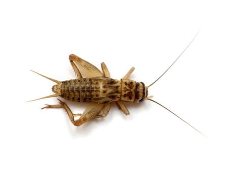 HOUSE CRICKETS CAN BE PERMANENT INDOOR PESTS